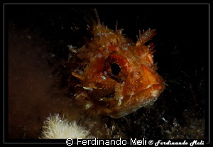 Scorpaena's portrait by Ferdinando Meli 